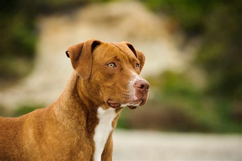 pitbull terrier brown|brown pitbull pictures.